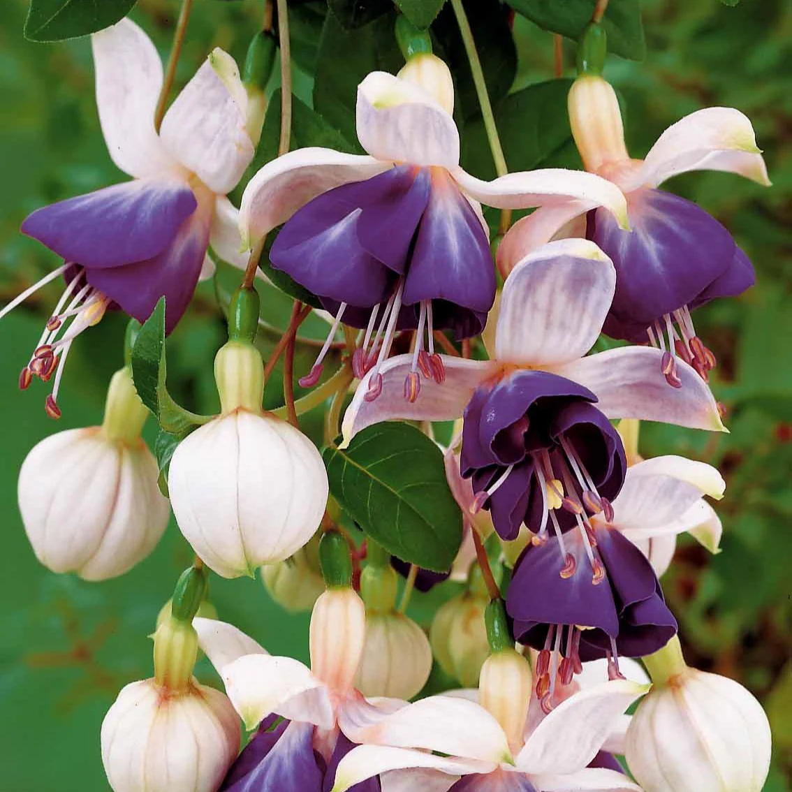 6 Fuchsias retombants en mélange - Image 6