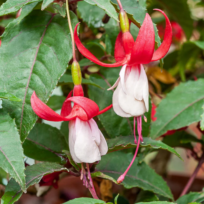 6 Fuchsias rustiques en mélange - Image 2