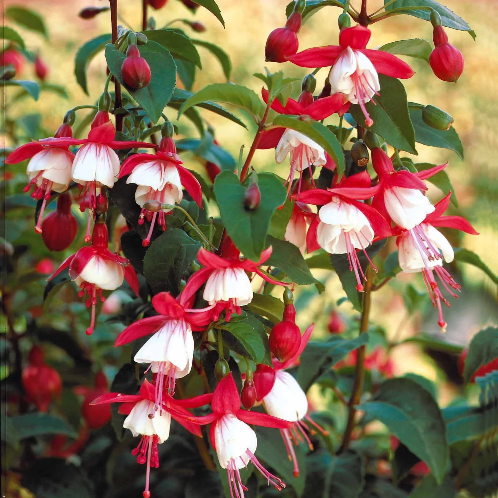 6 Fuchsias rustiques en mélange - Image 3