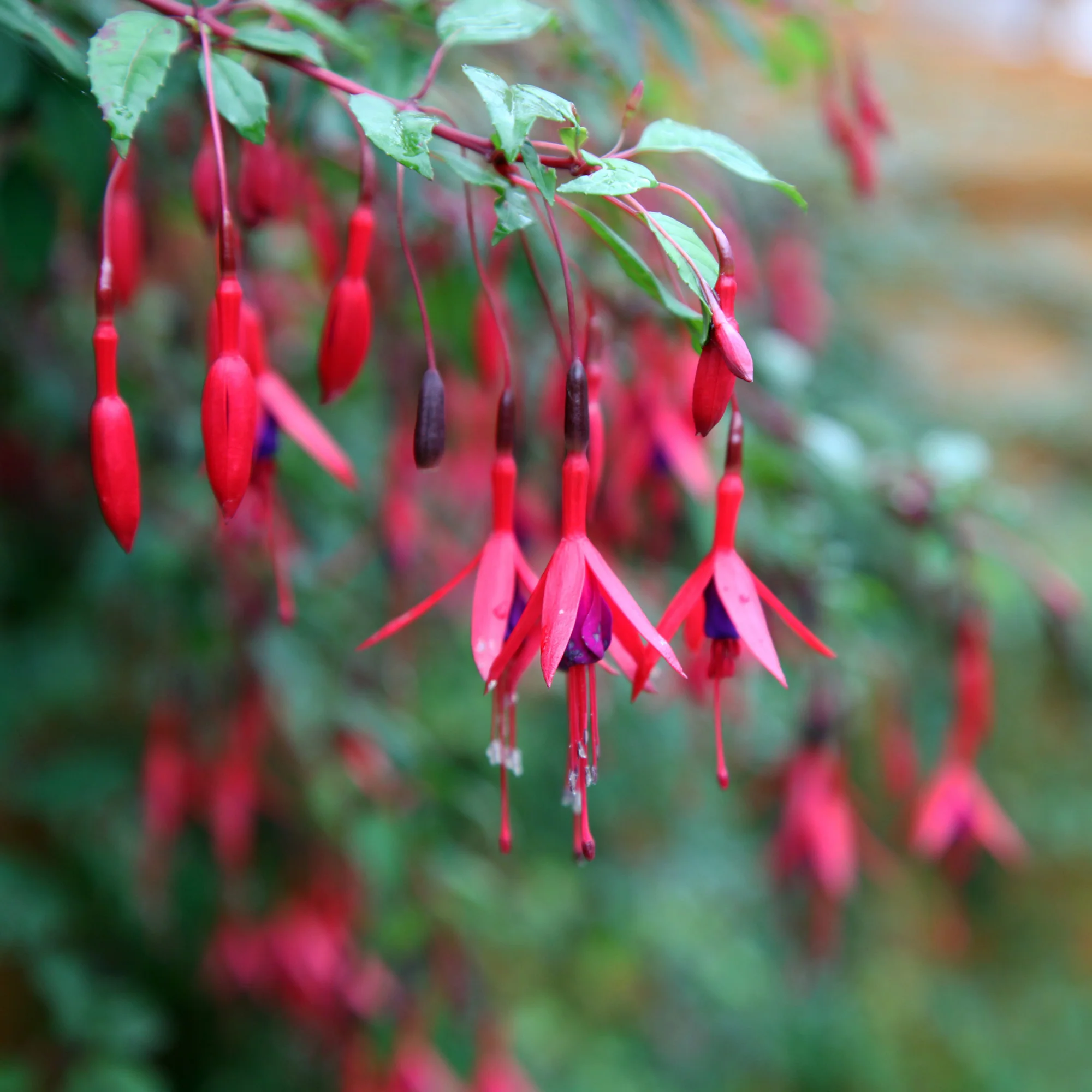 6 Fuchsias rustiques en mélange - Image 4