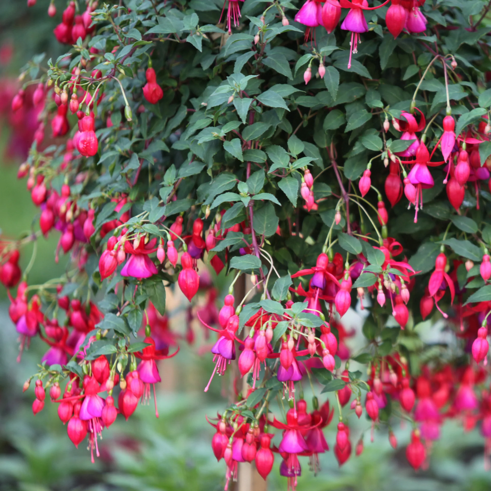 6 Fuchsias rustiques en mélange - Image 5