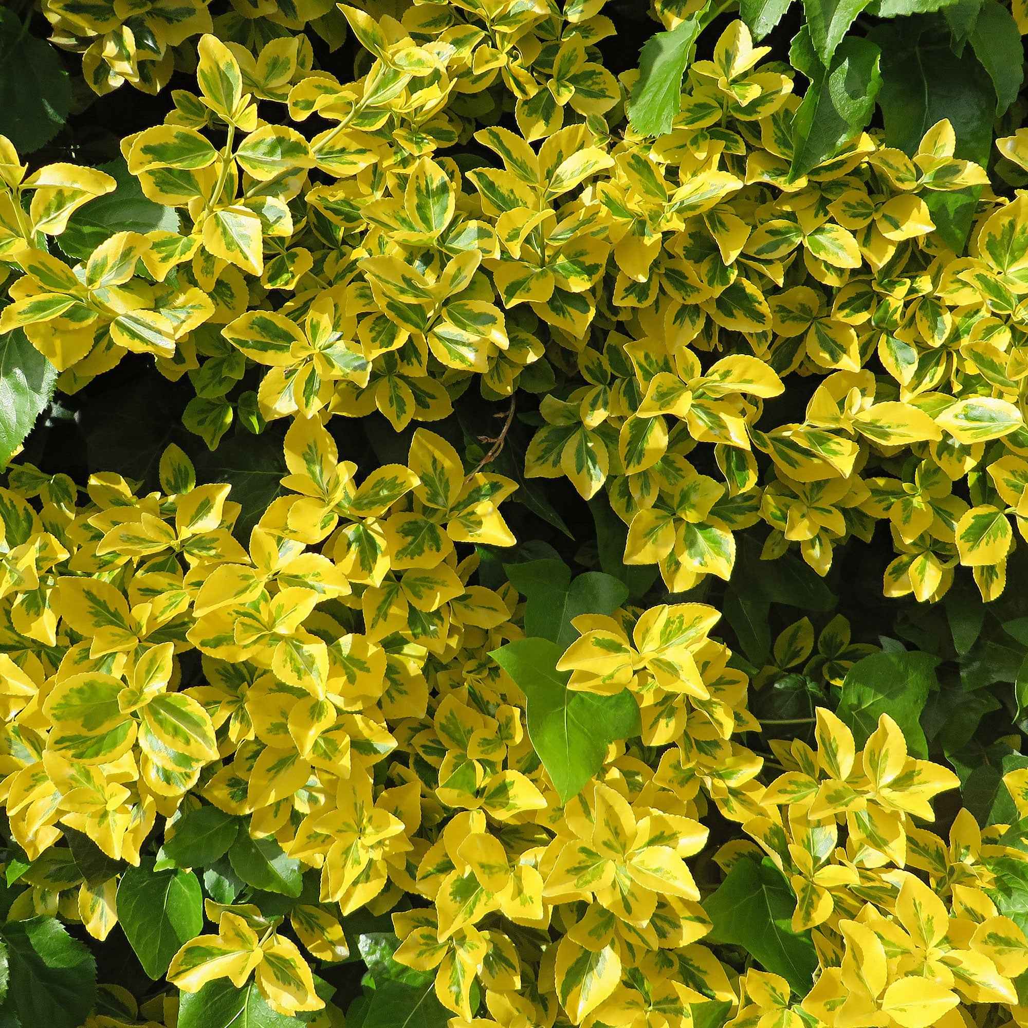 Fusain Emerald and Gold - Image 2