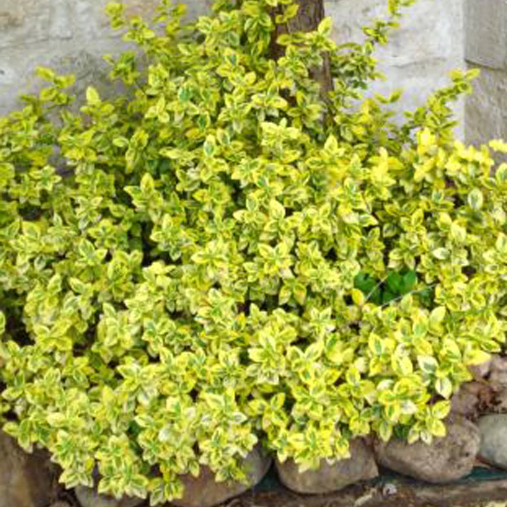 Fusain Emerald and Gold - Image 3