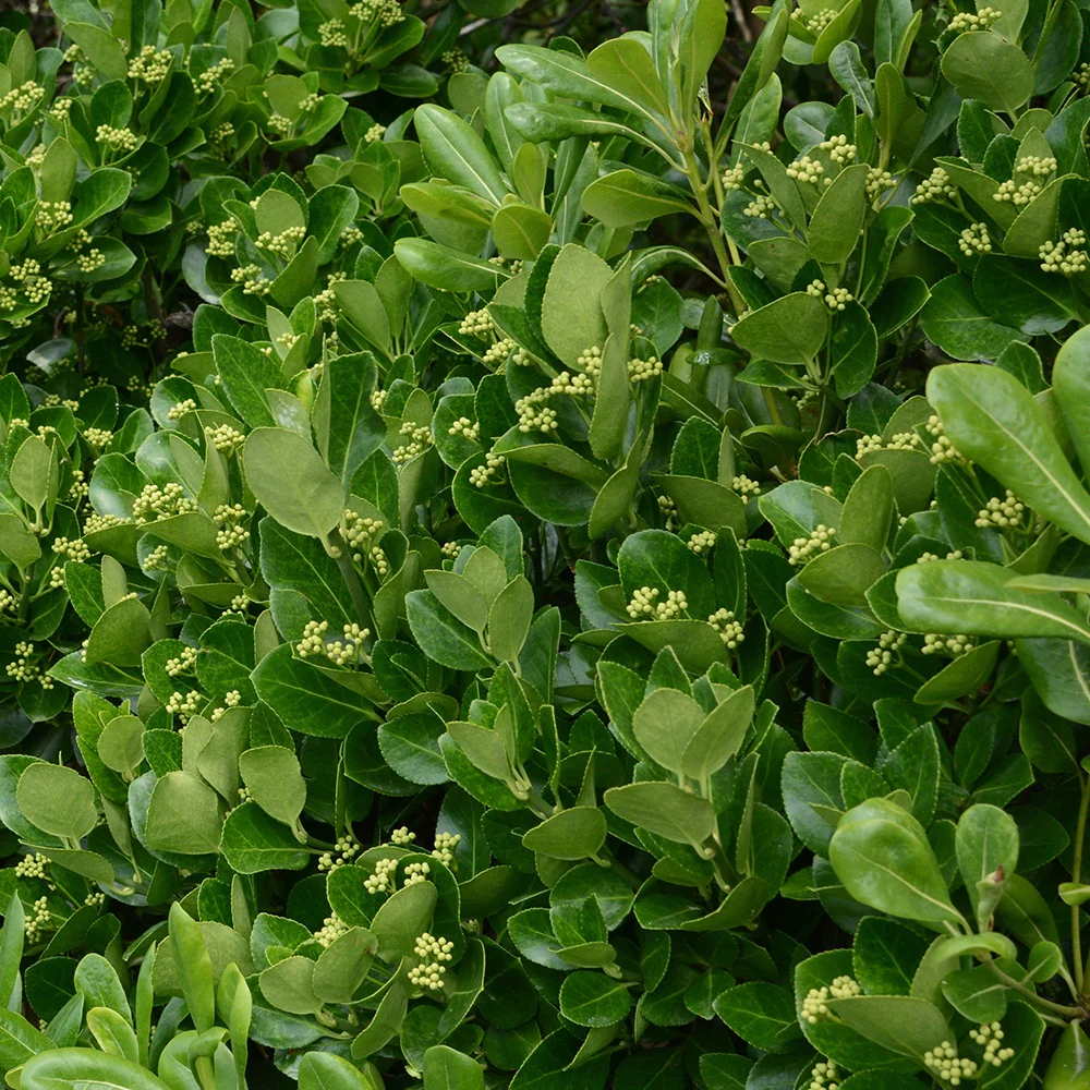 Fusain du Japon - Image 3
