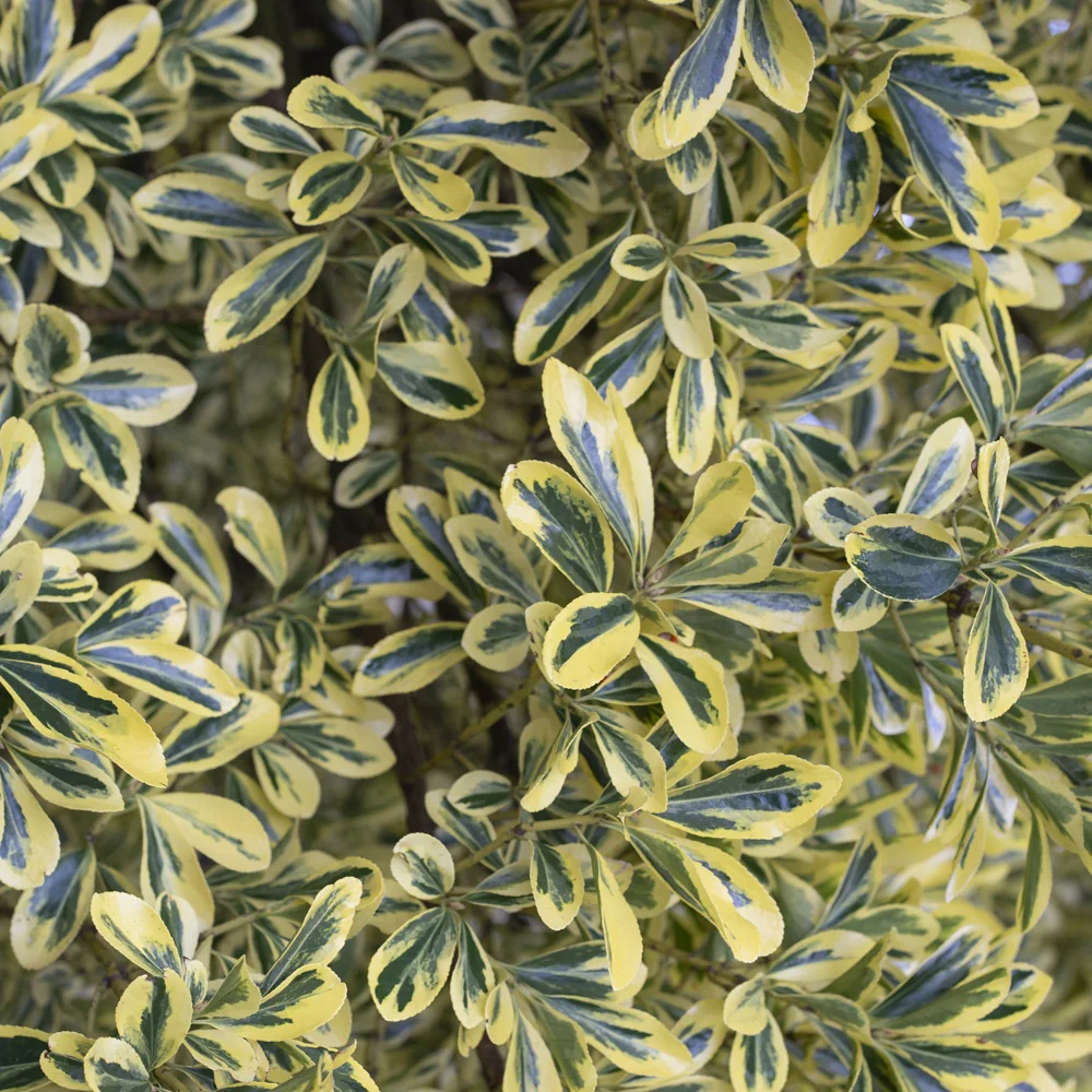 Fusain du Japon ' Aureomarginatus' - Image 2