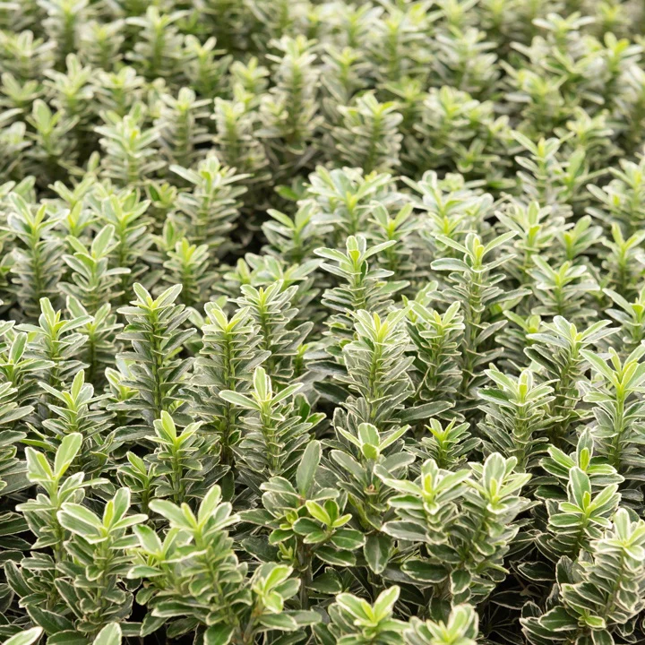 Fusain du Japon Microphyllus Albovariegatus