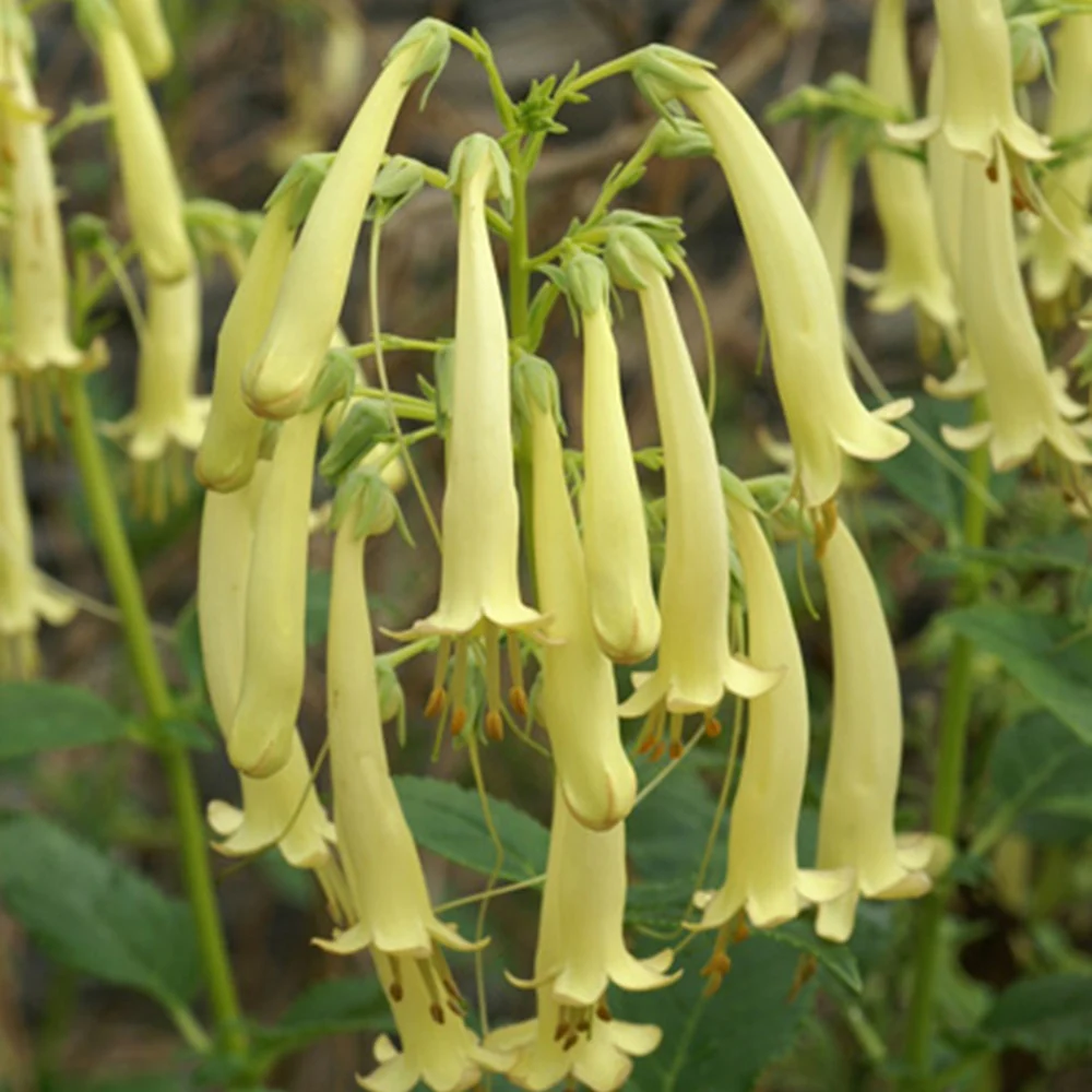 Fuschia du Cap Moonraker