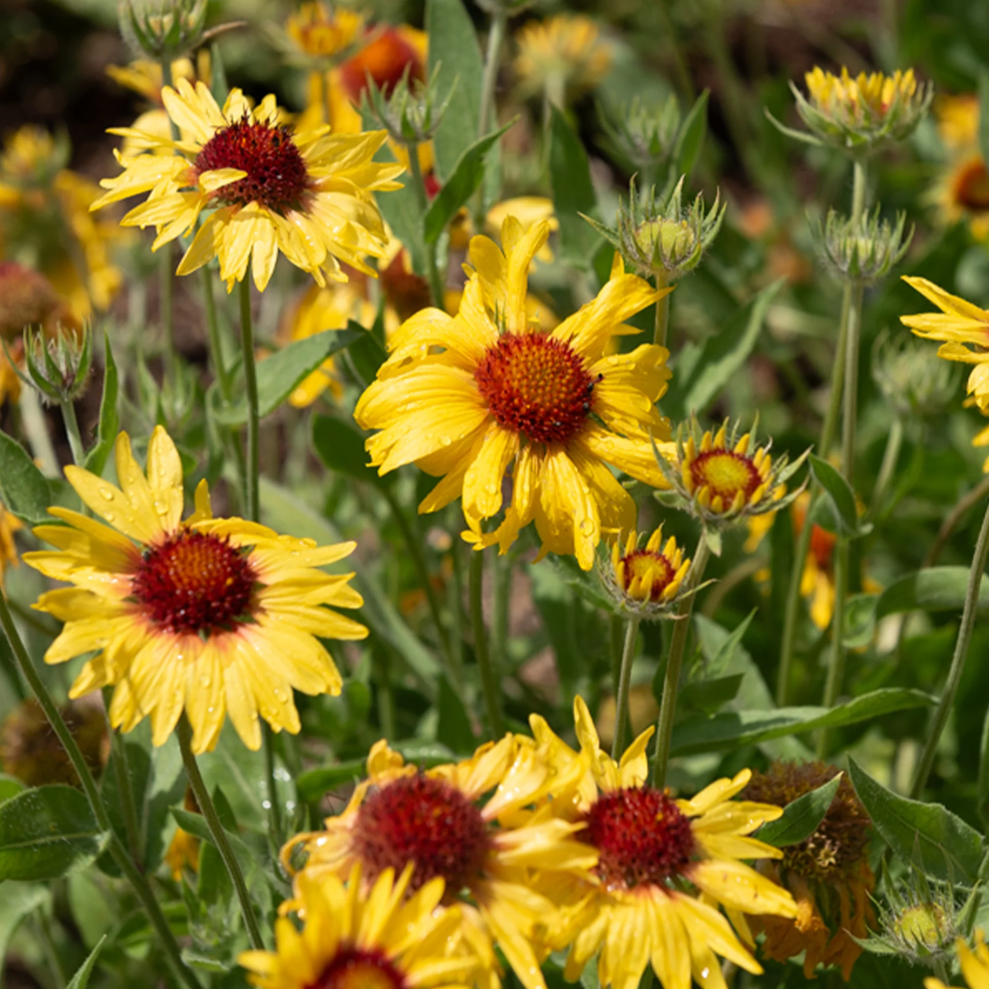 Gaillarde Amber Wheels