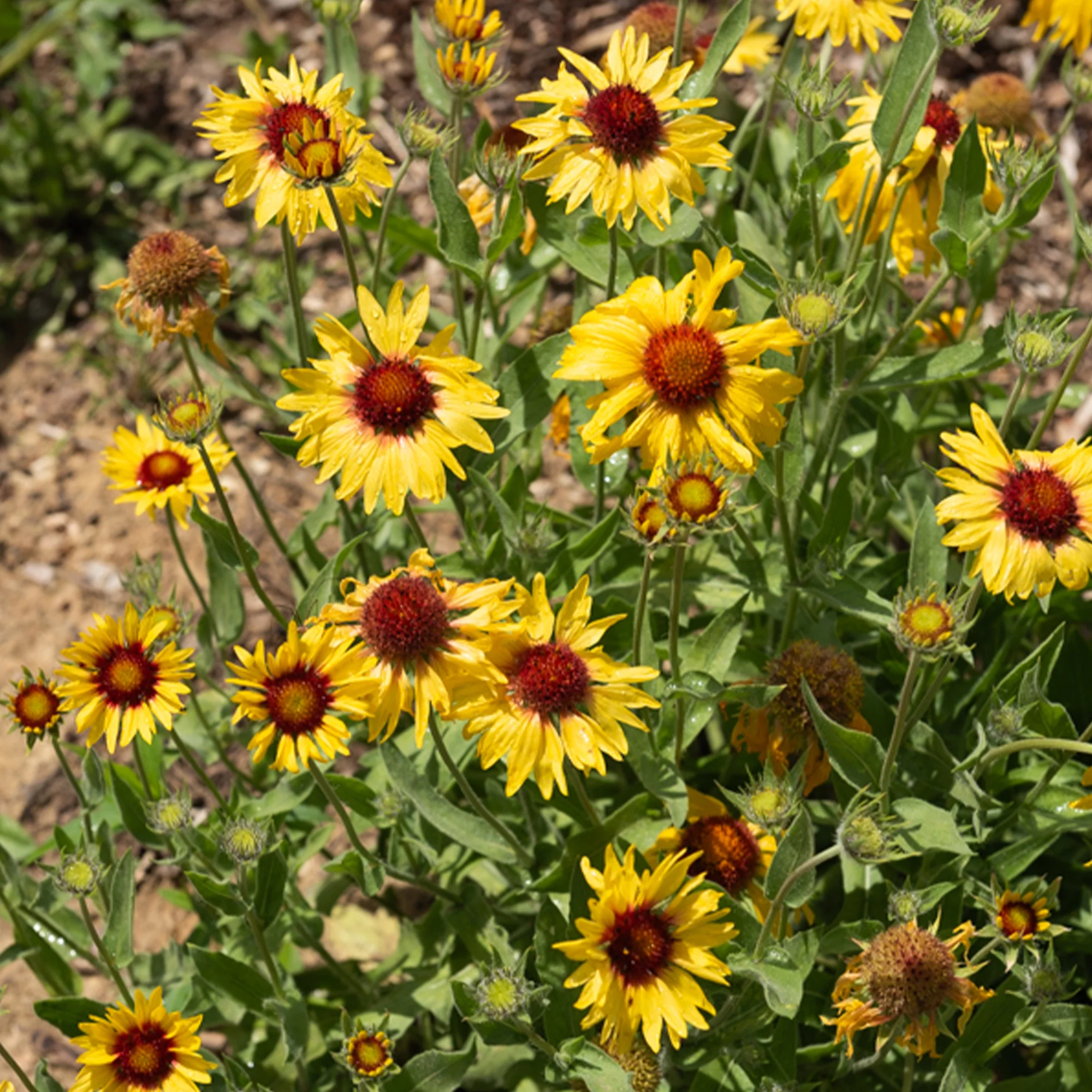 Gaillarde Amber Wheels - Image 2