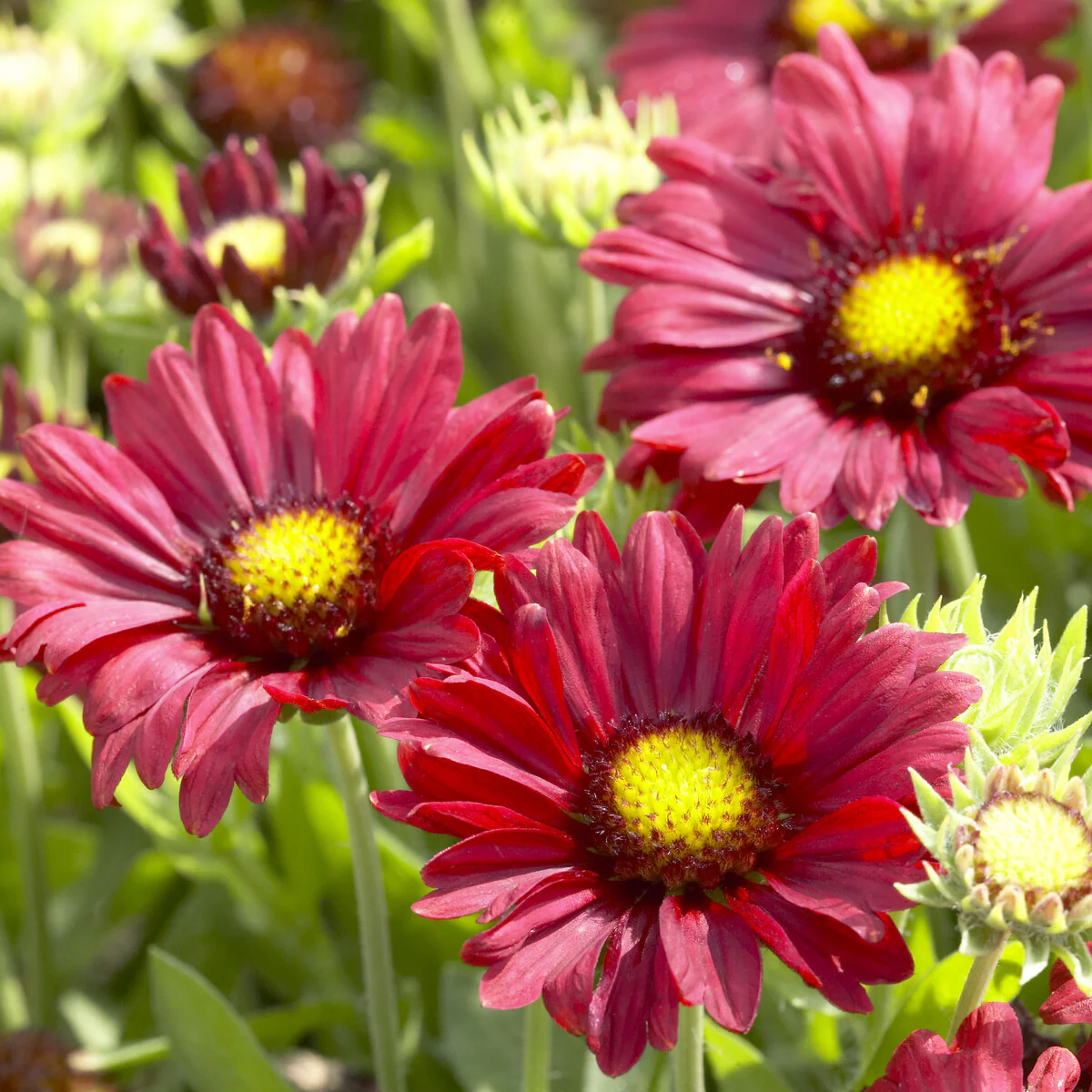 Gaillarde Bourgogne