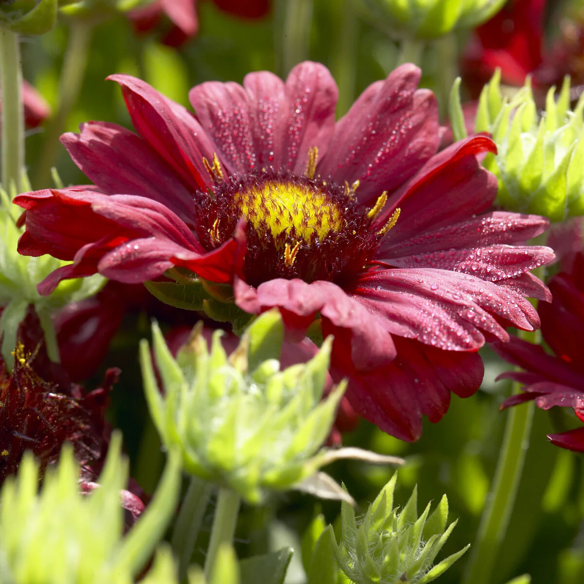 Gaillarde Bourgogne - Image 2
