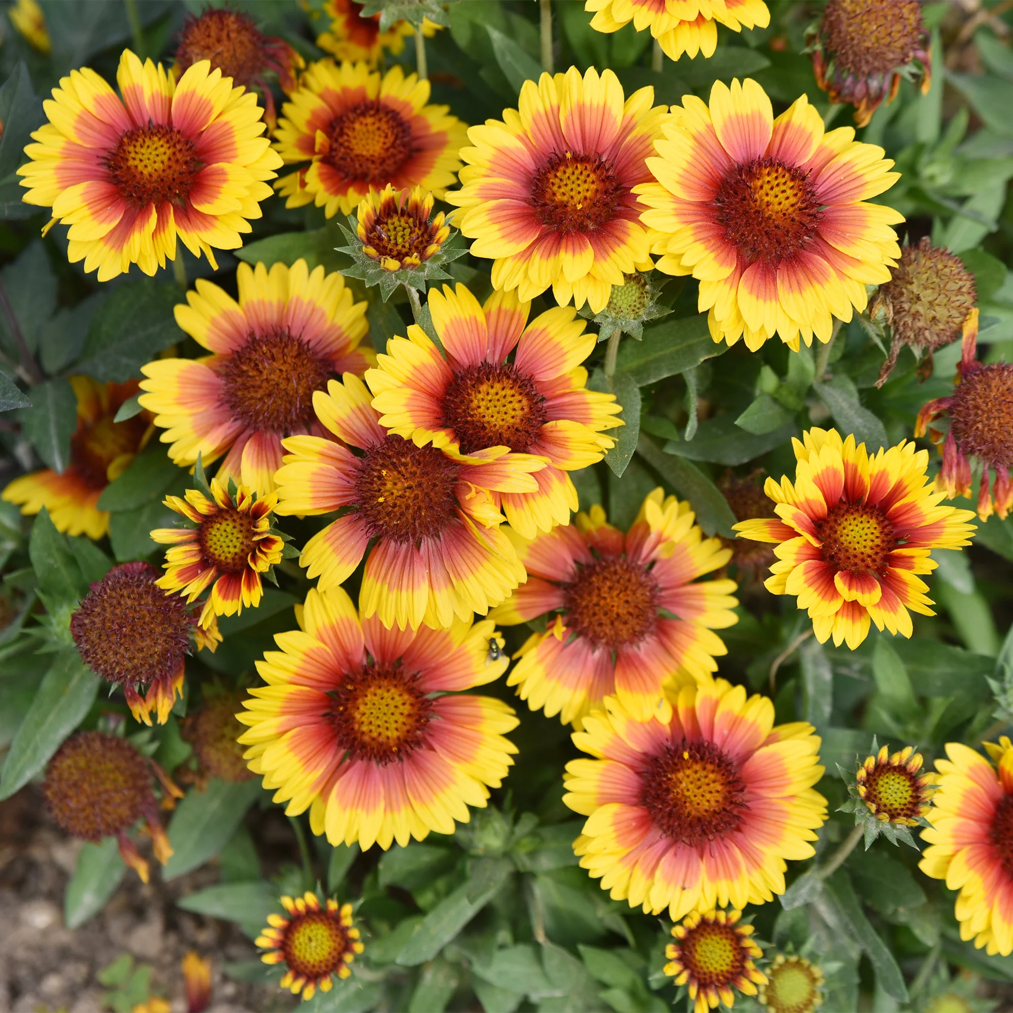 Gaillarde Kobold - Image 6