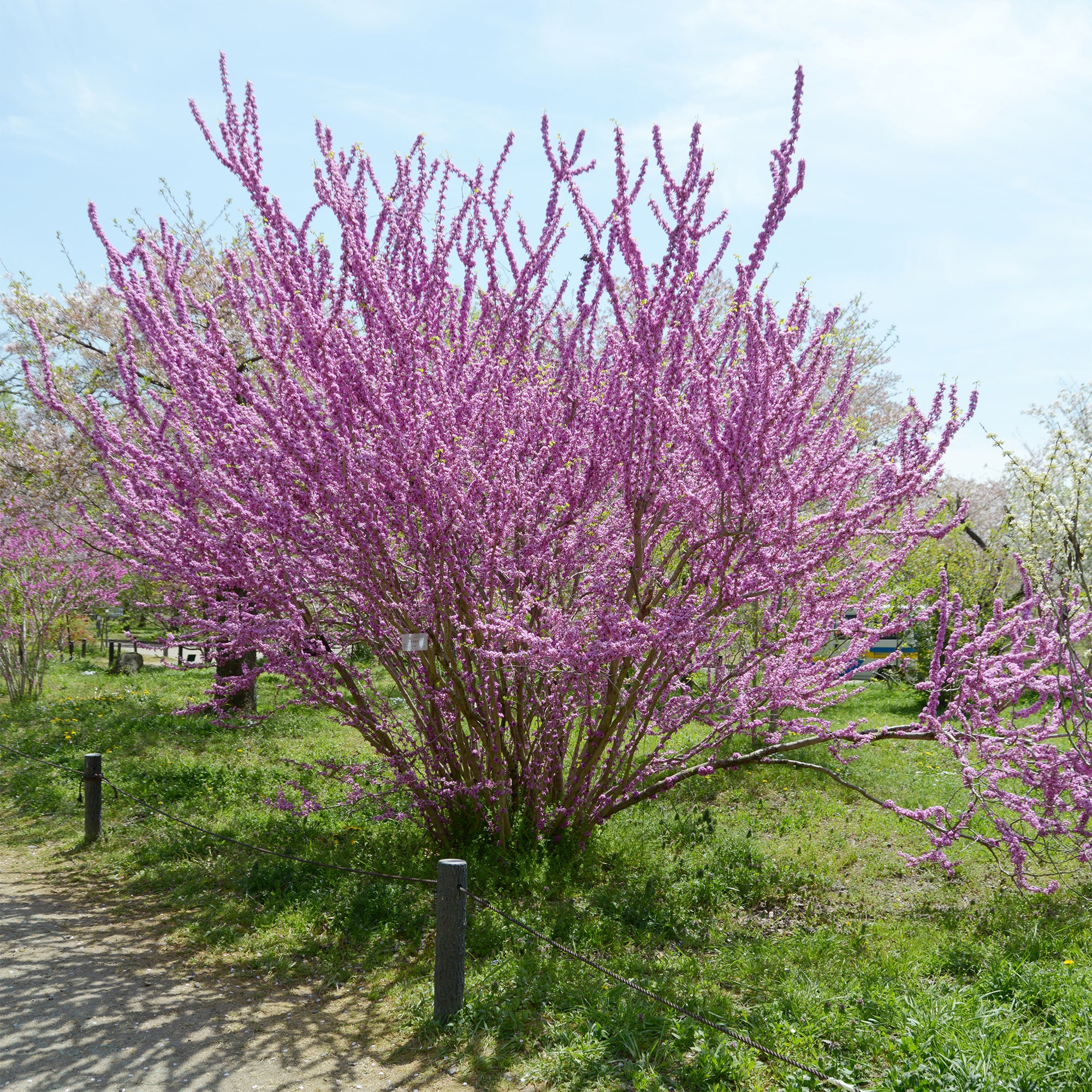 Gainier de Chine - Image 3