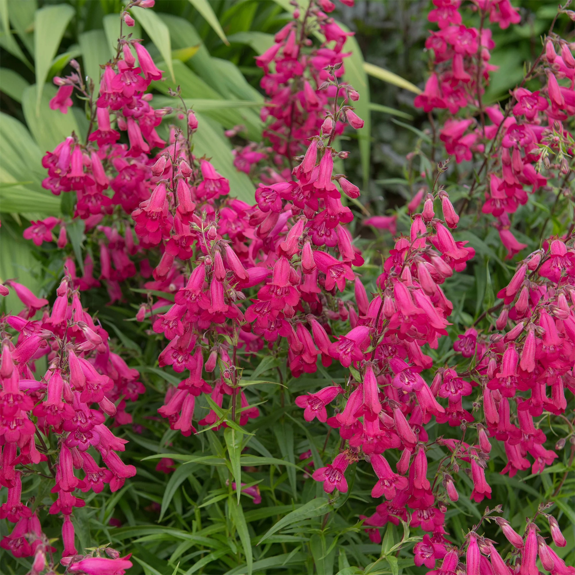 Galane Andenken an Friedrich Hahn - Penstemon - Image 2