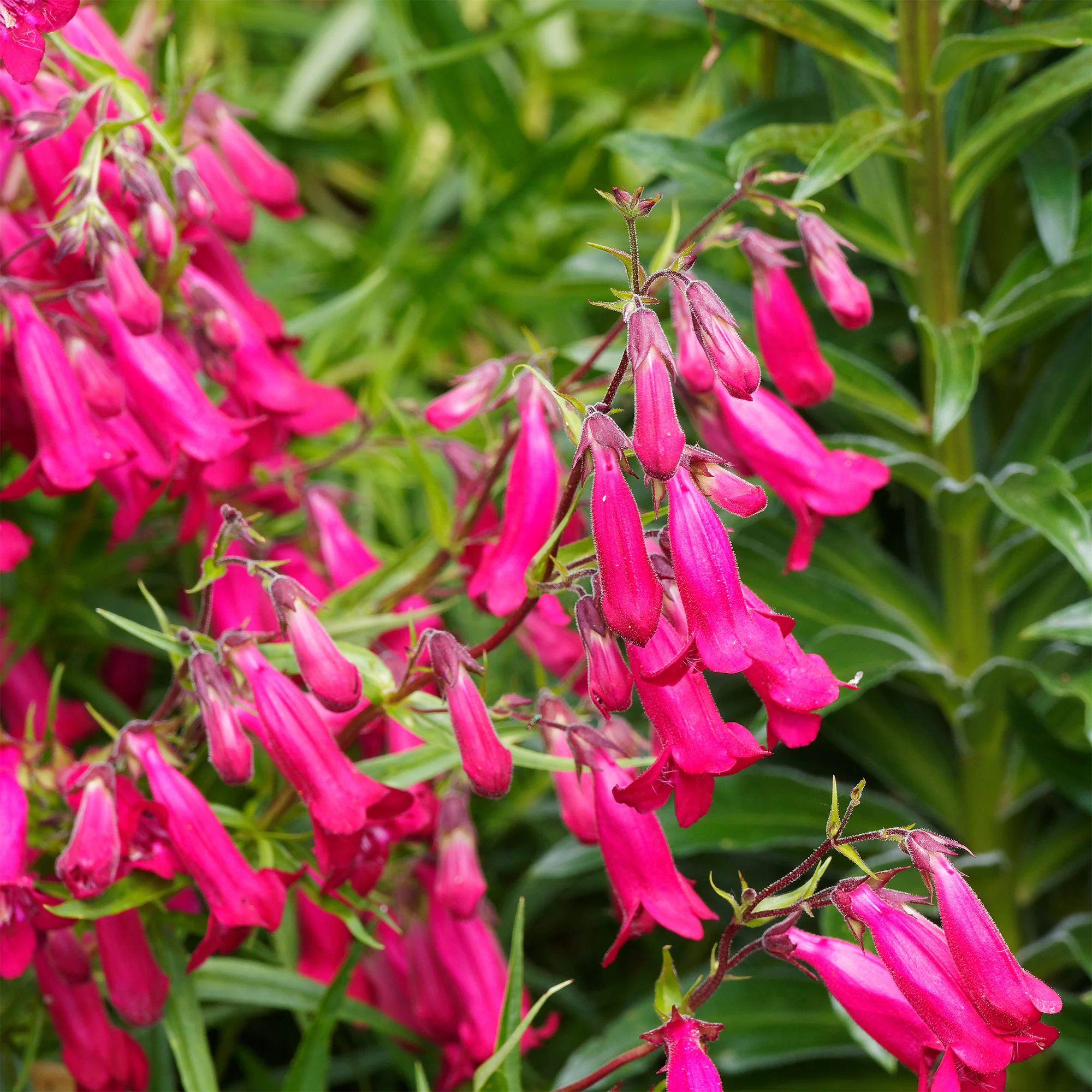 Galane Andenken an Friedrich Hahn - Penstemon - Image 3
