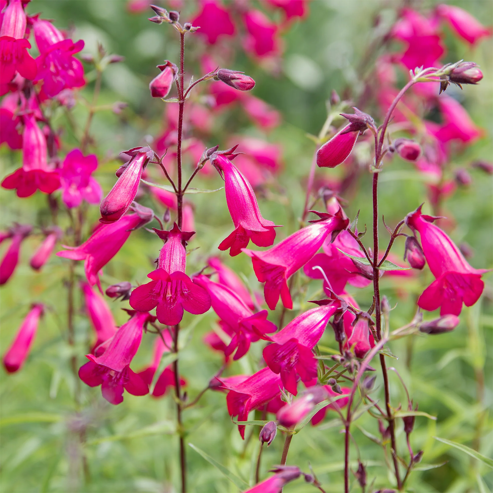 Galane Andenken an Friedrich Hahn - Penstemon - Image 4