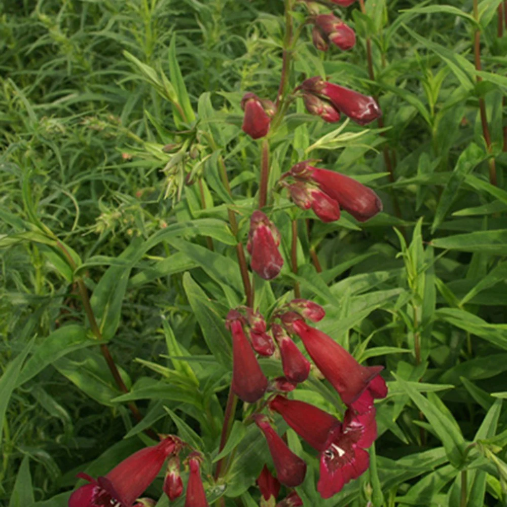 Galane Blackbird - Penstemon - Image 3