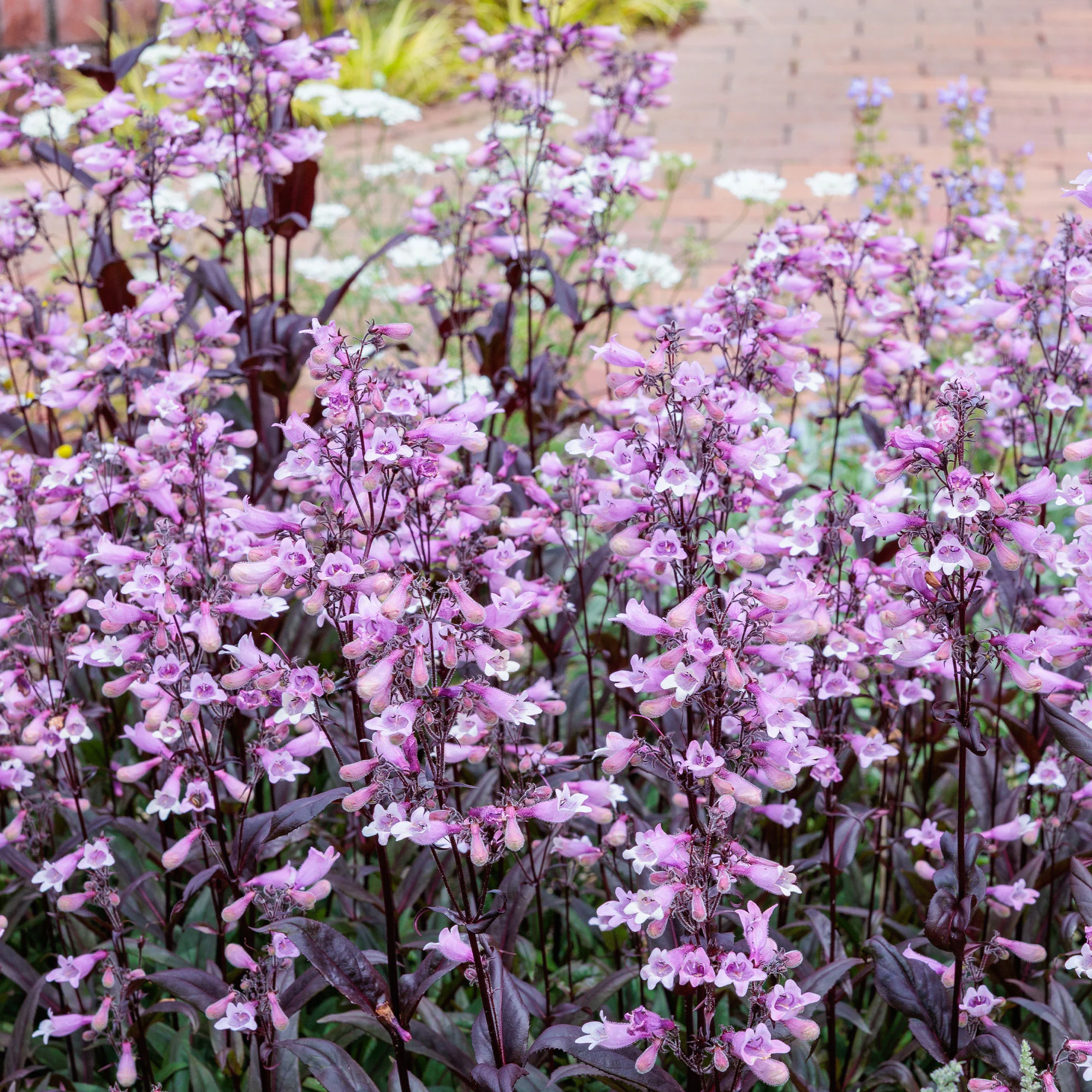 Galane Dark Towers - Penstemon