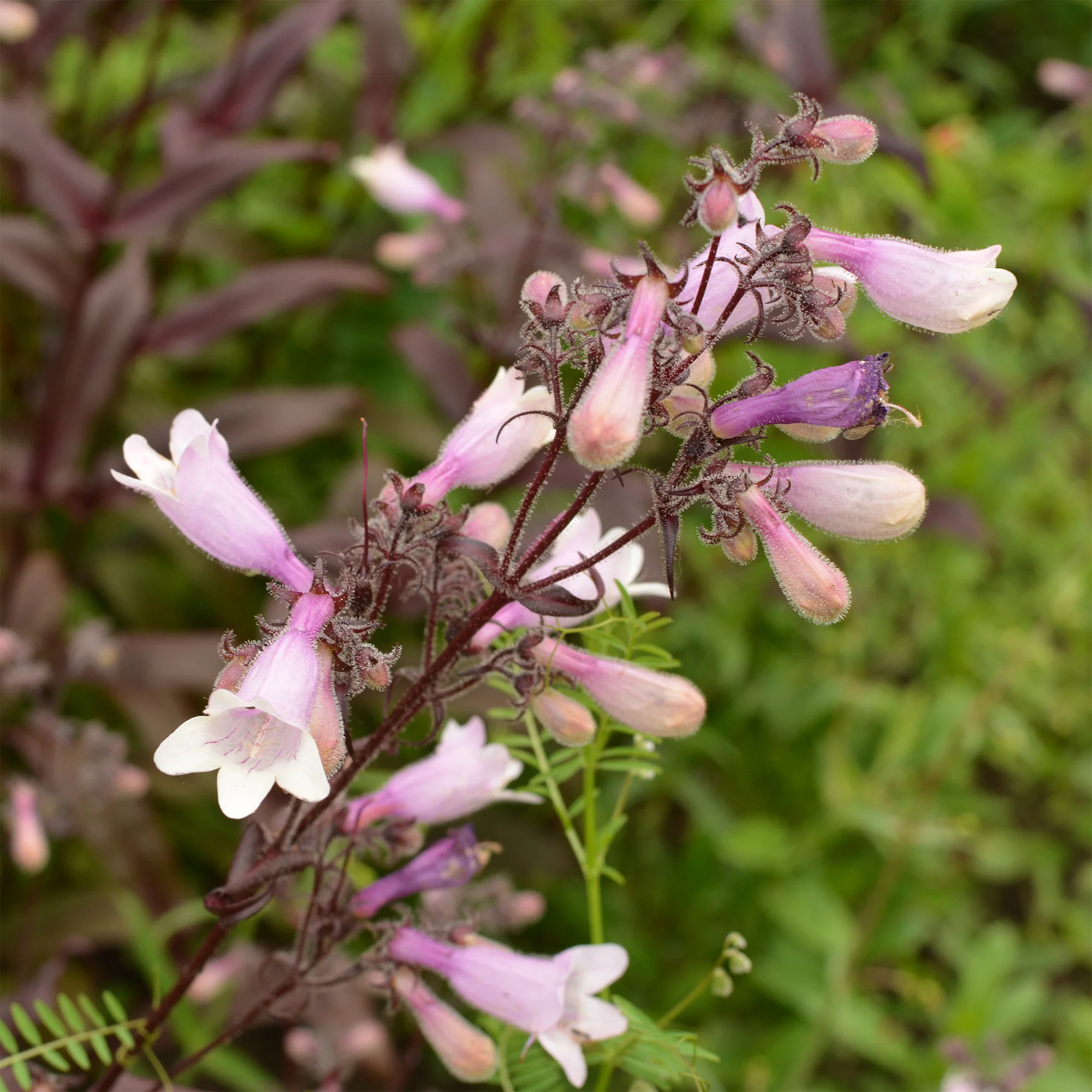 Galane Dark Towers - Penstemon - Image 2