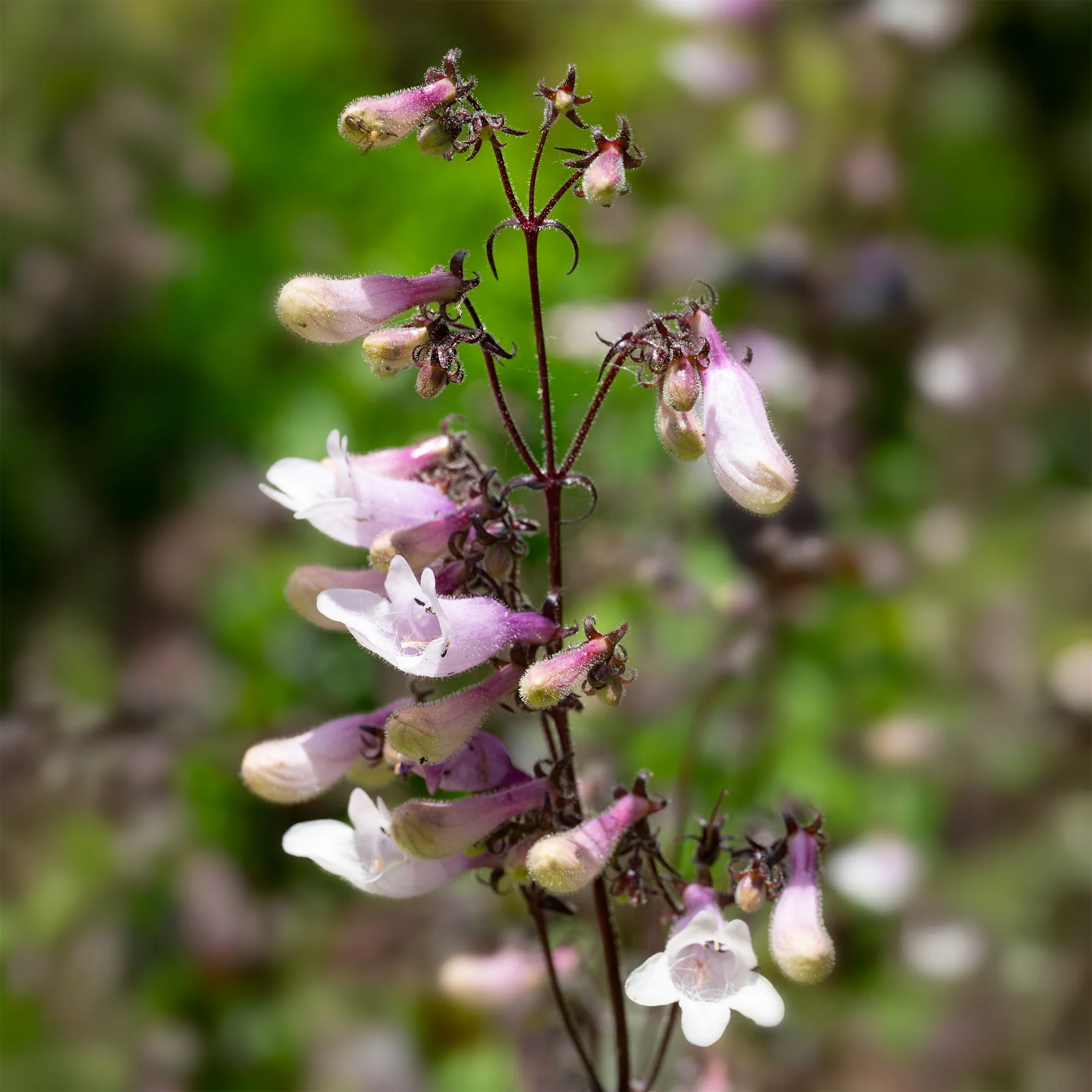 Galane Dark Towers - Penstemon - Image 3