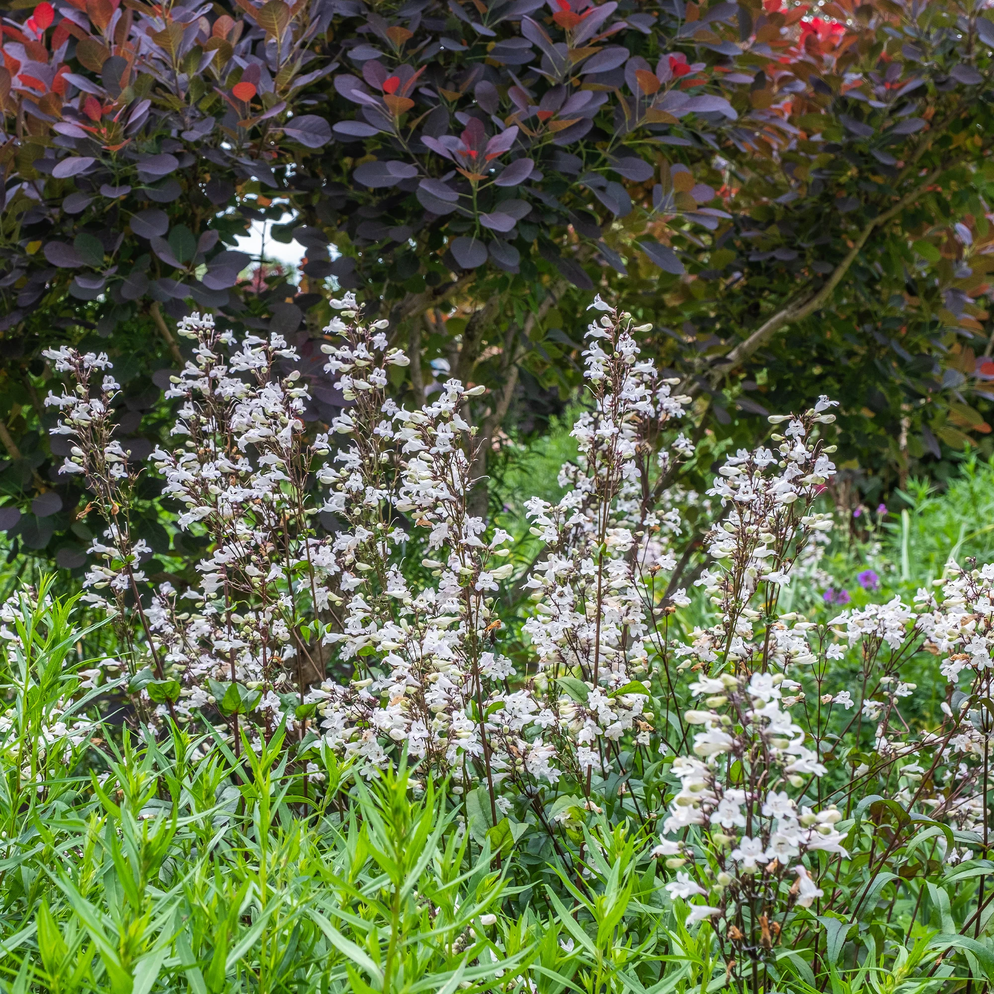 Galane Husker Red - Penstemon - Image 2
