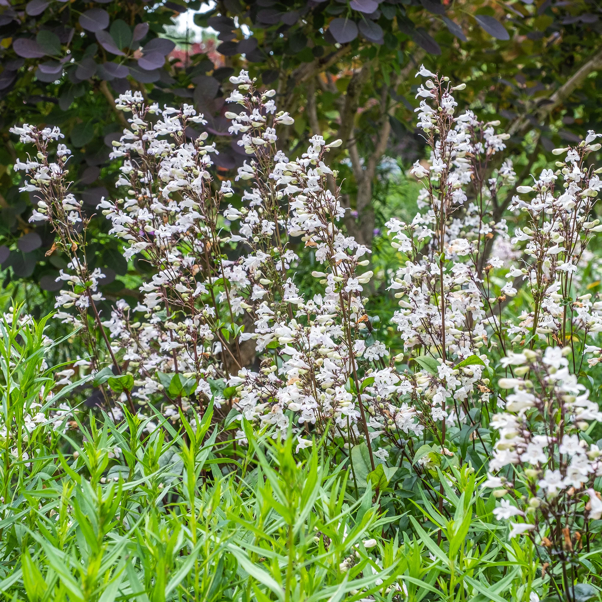 Galane Husker Red - Penstemon - Image 3