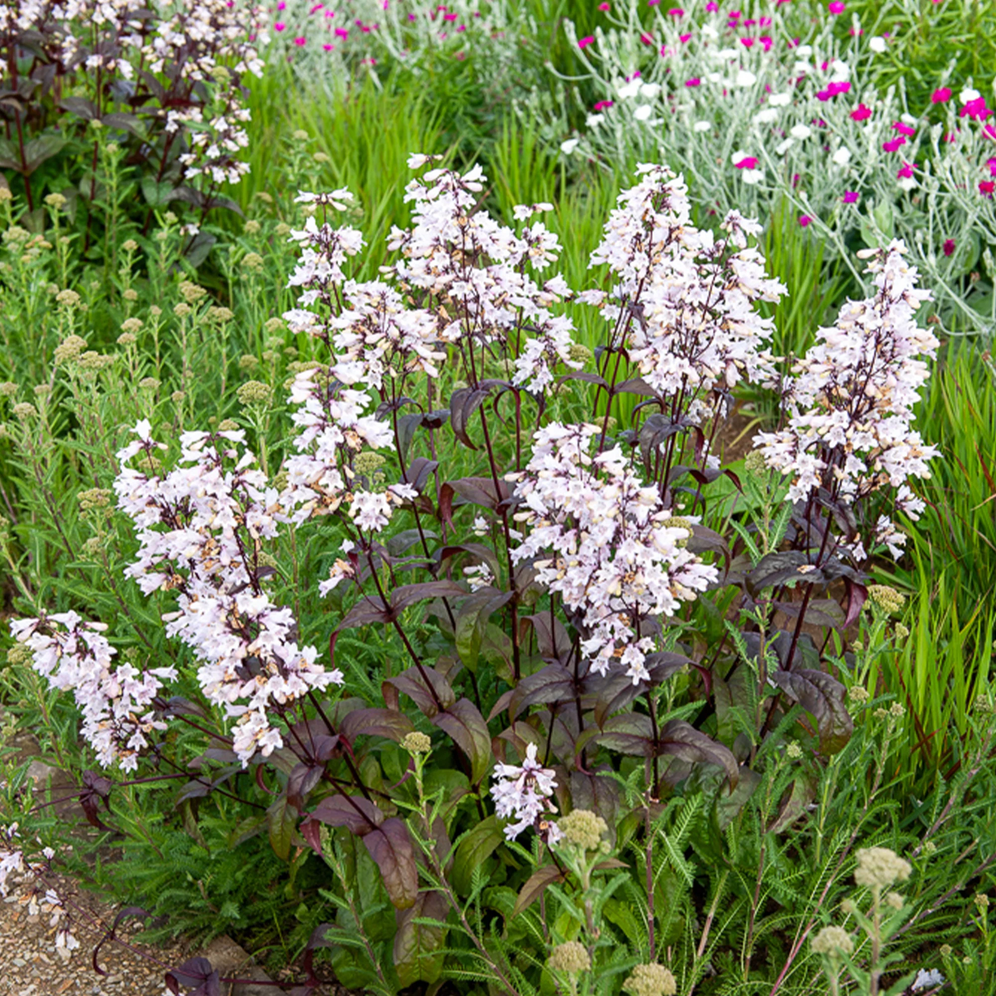 Galane Husker Red - Penstemon - Image 4