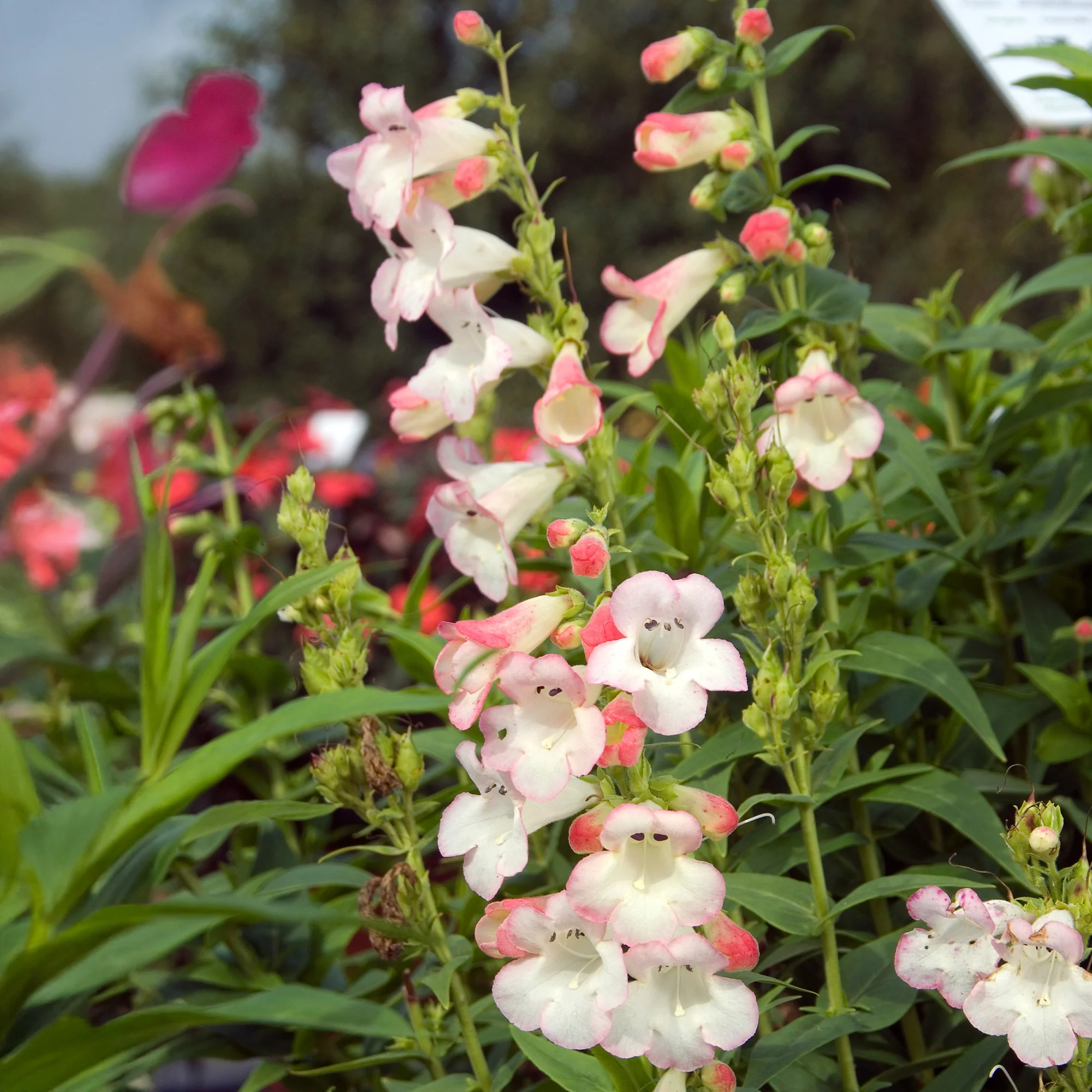 Galane Apple Blossom - Penstemon - Image 3