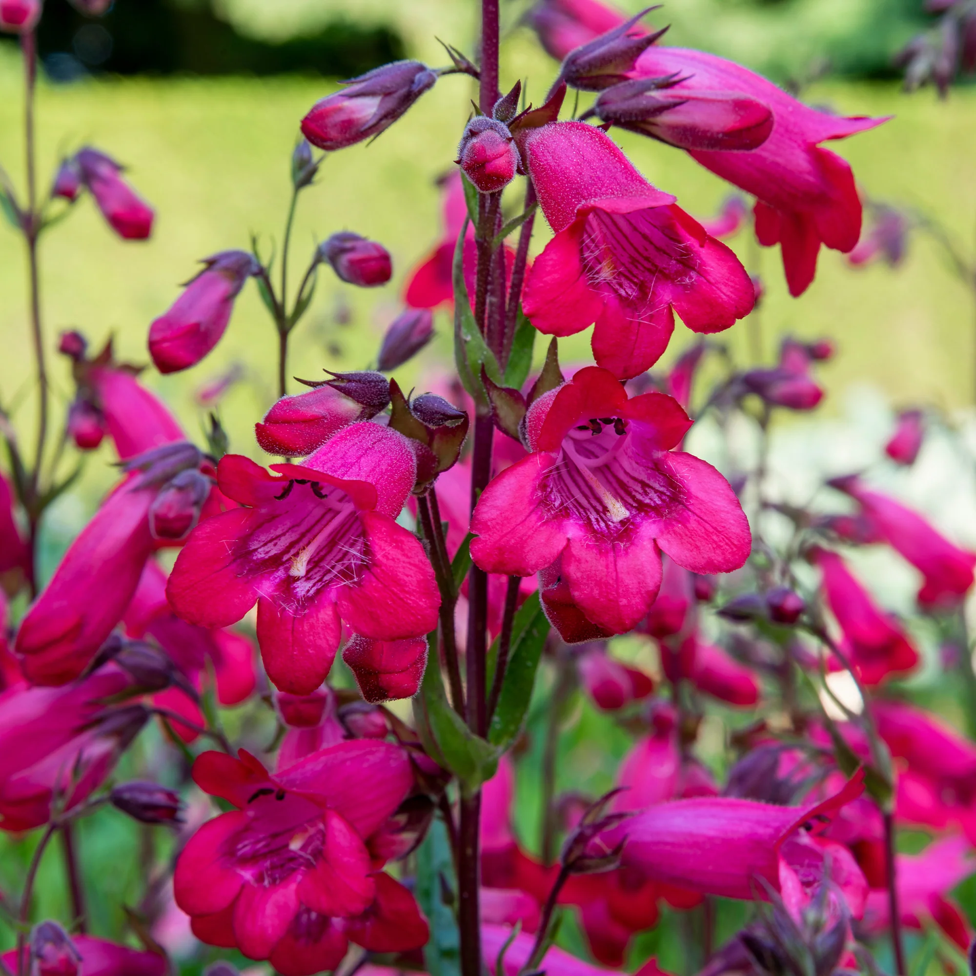 Galane Schoenholzeri - Penstemon