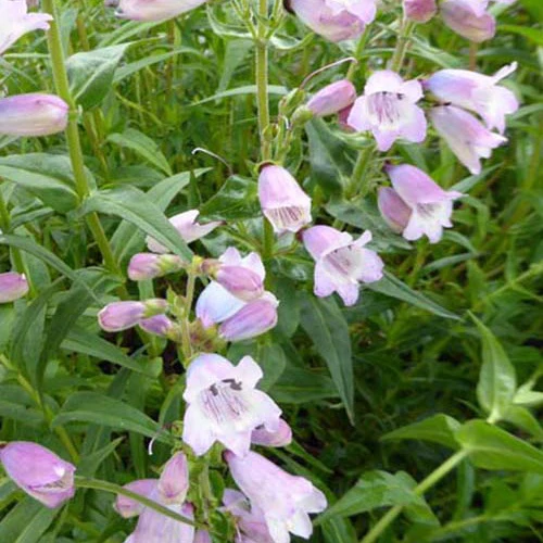 Galane Stapleford Gem - Penstemon