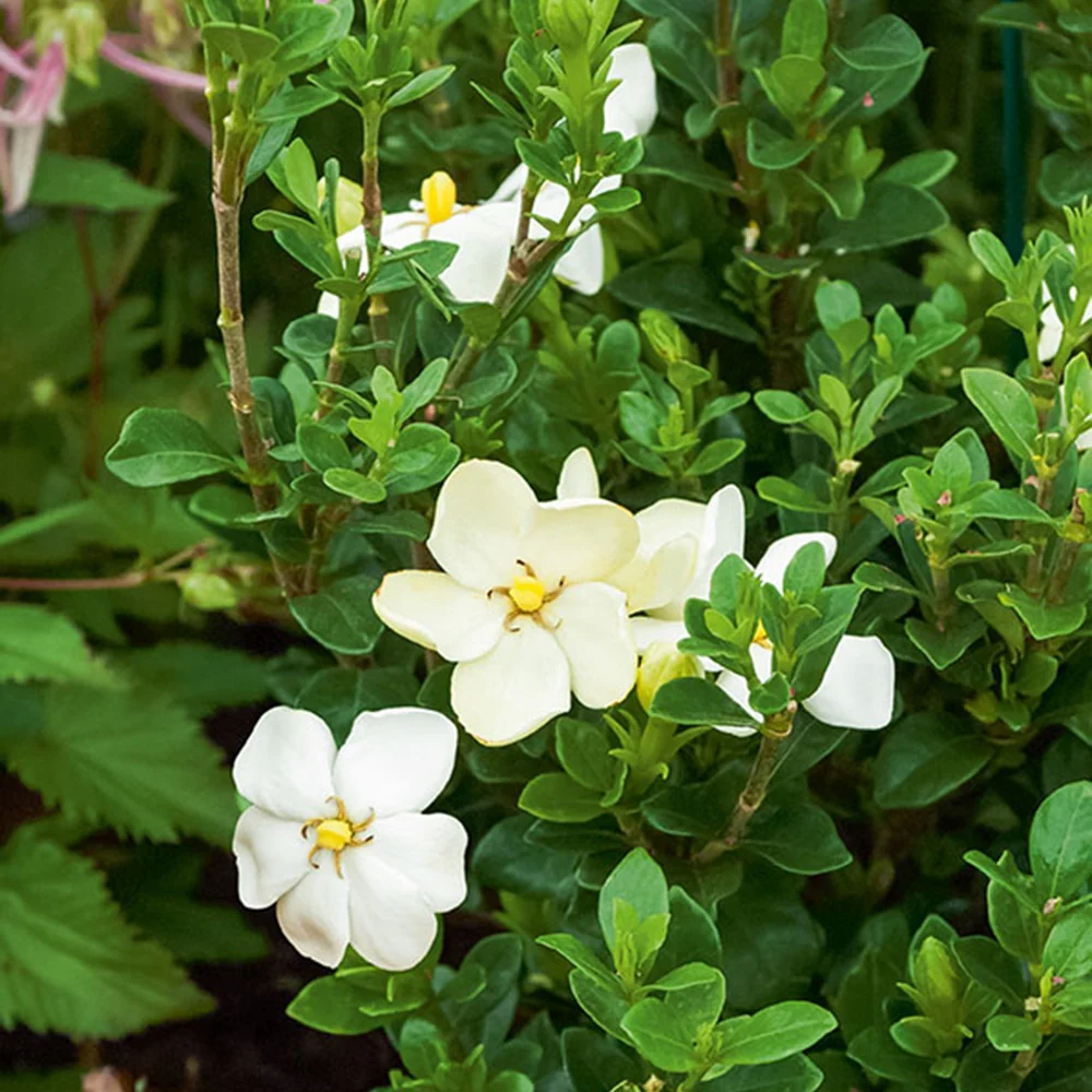 Gardénia rustique Kleims Hardy