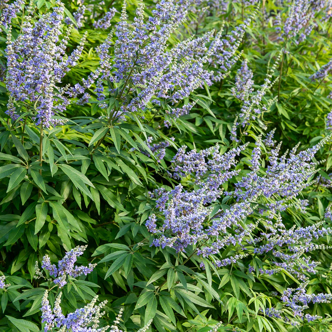 Gattilier à grandes feuilles - Image 2