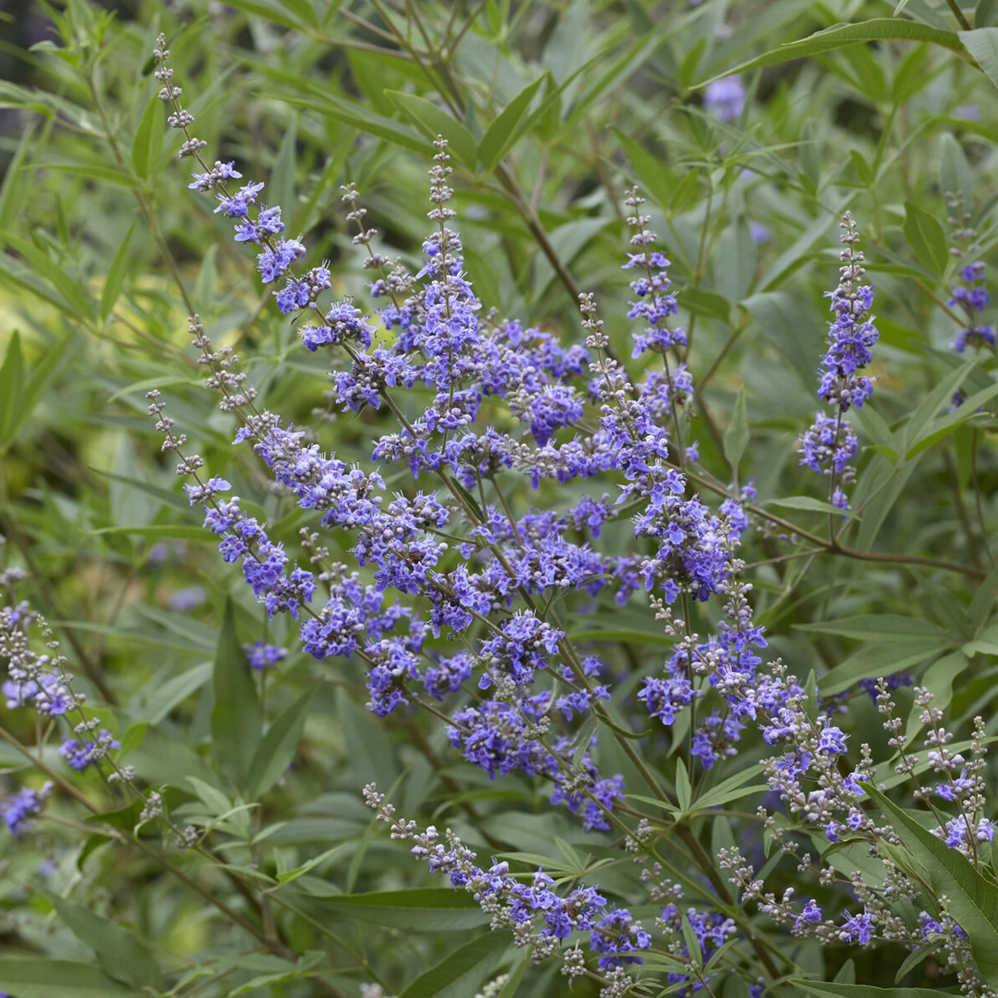 Gattilier à grandes feuilles - Image 3