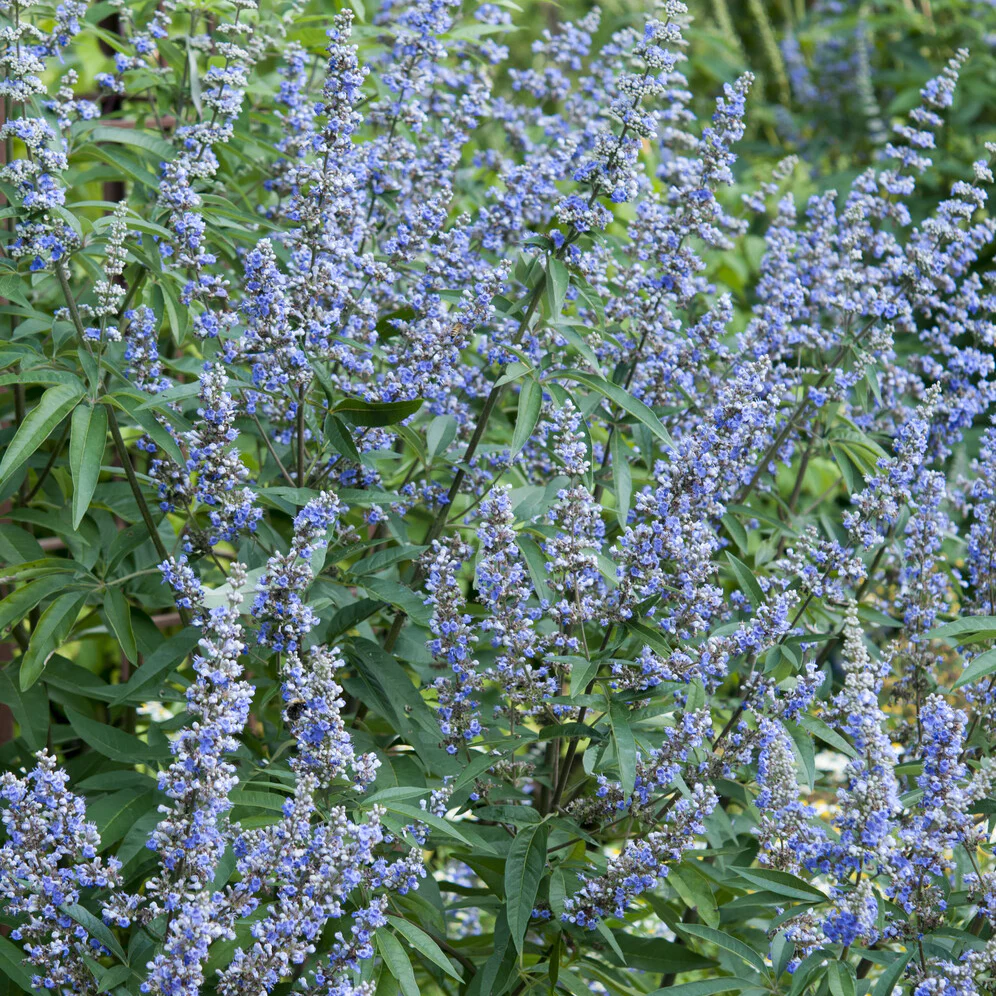 Gattilier à grandes feuilles - Image 4