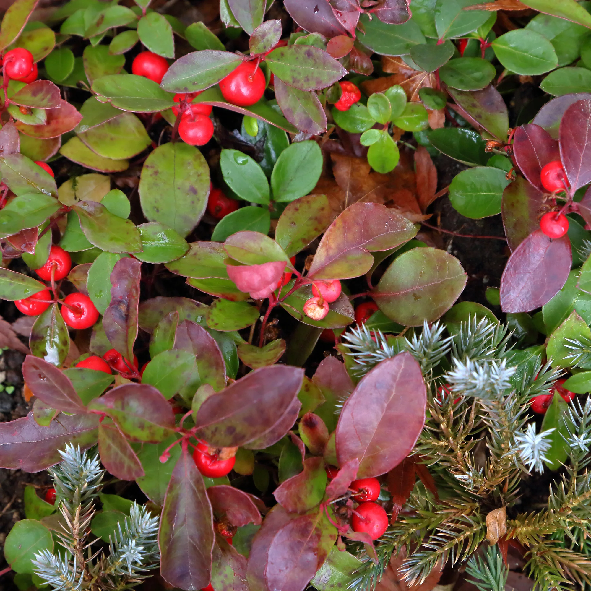 Gaultheria 'Big Berry'