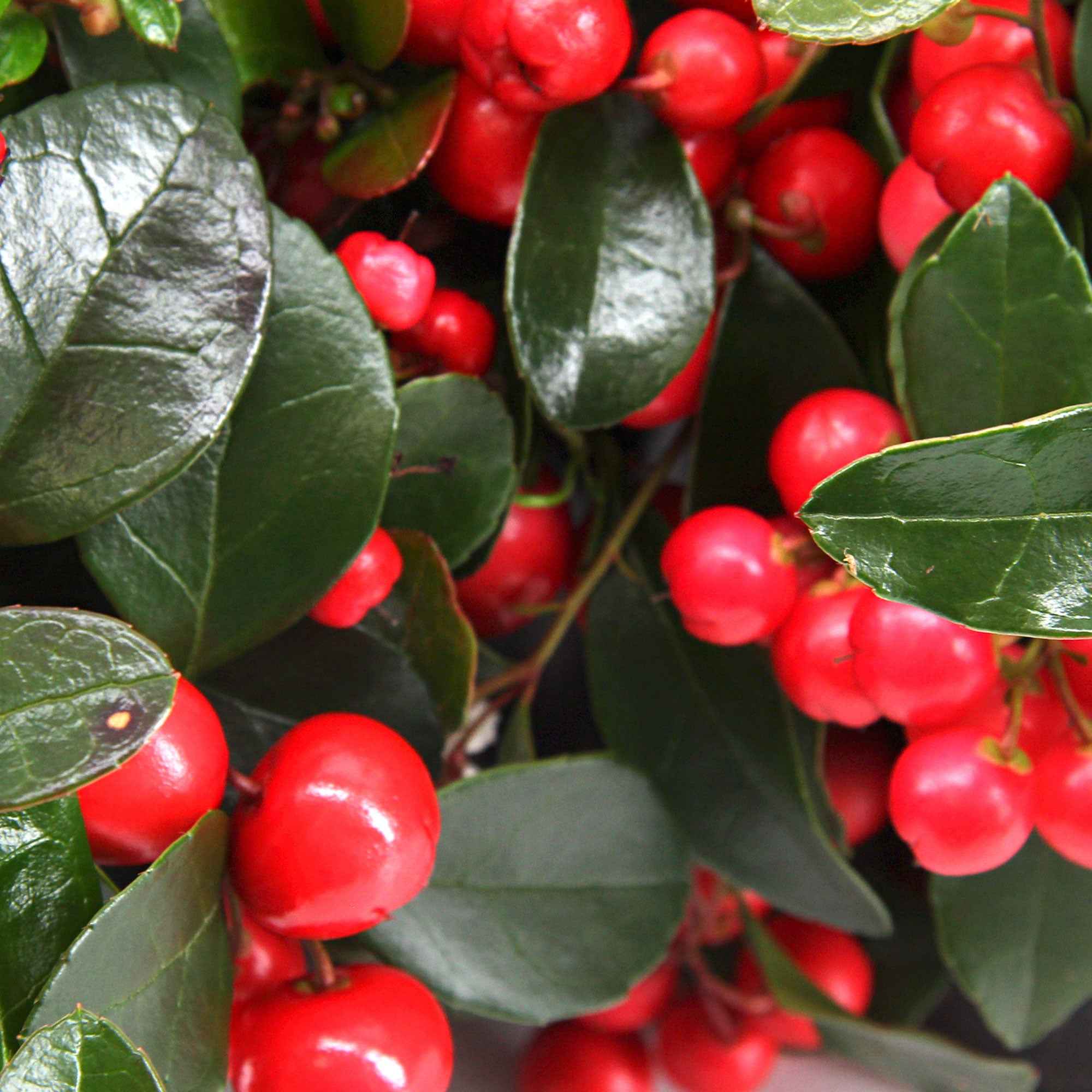 Gaultheria 'Big Berry' - Image 2