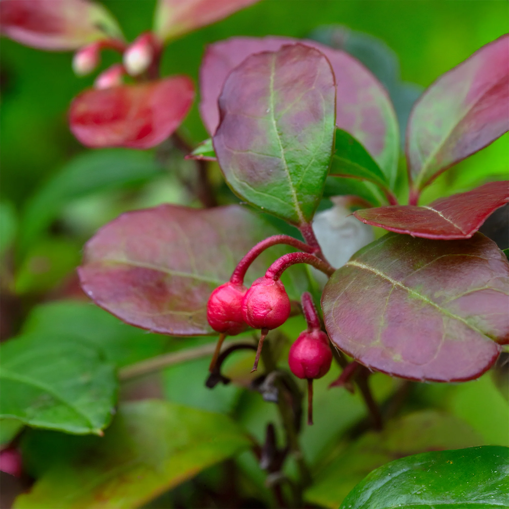 Gaultheria 'Big Berry' - Image 3