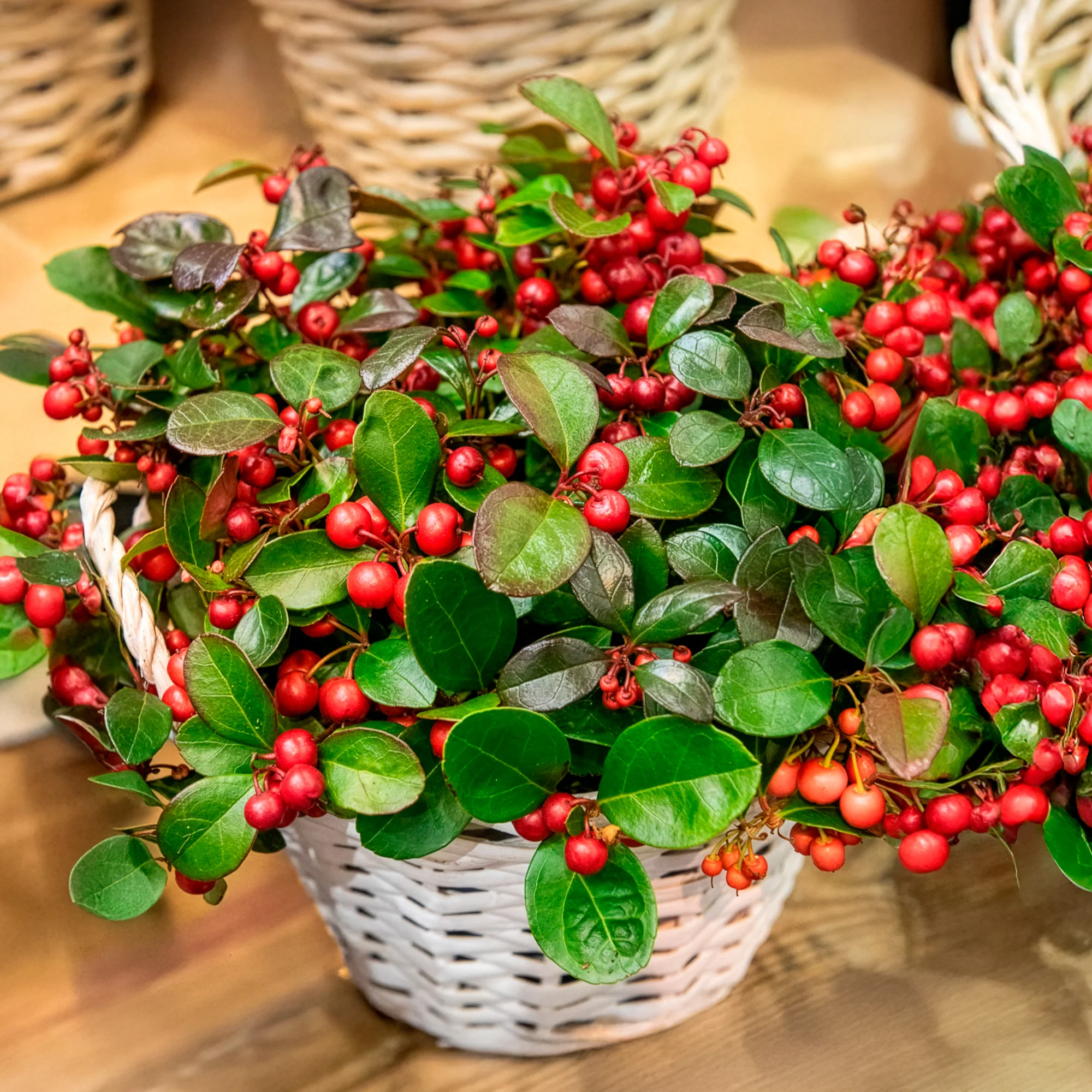 Gaultheria 'Big Berry' - Image 4