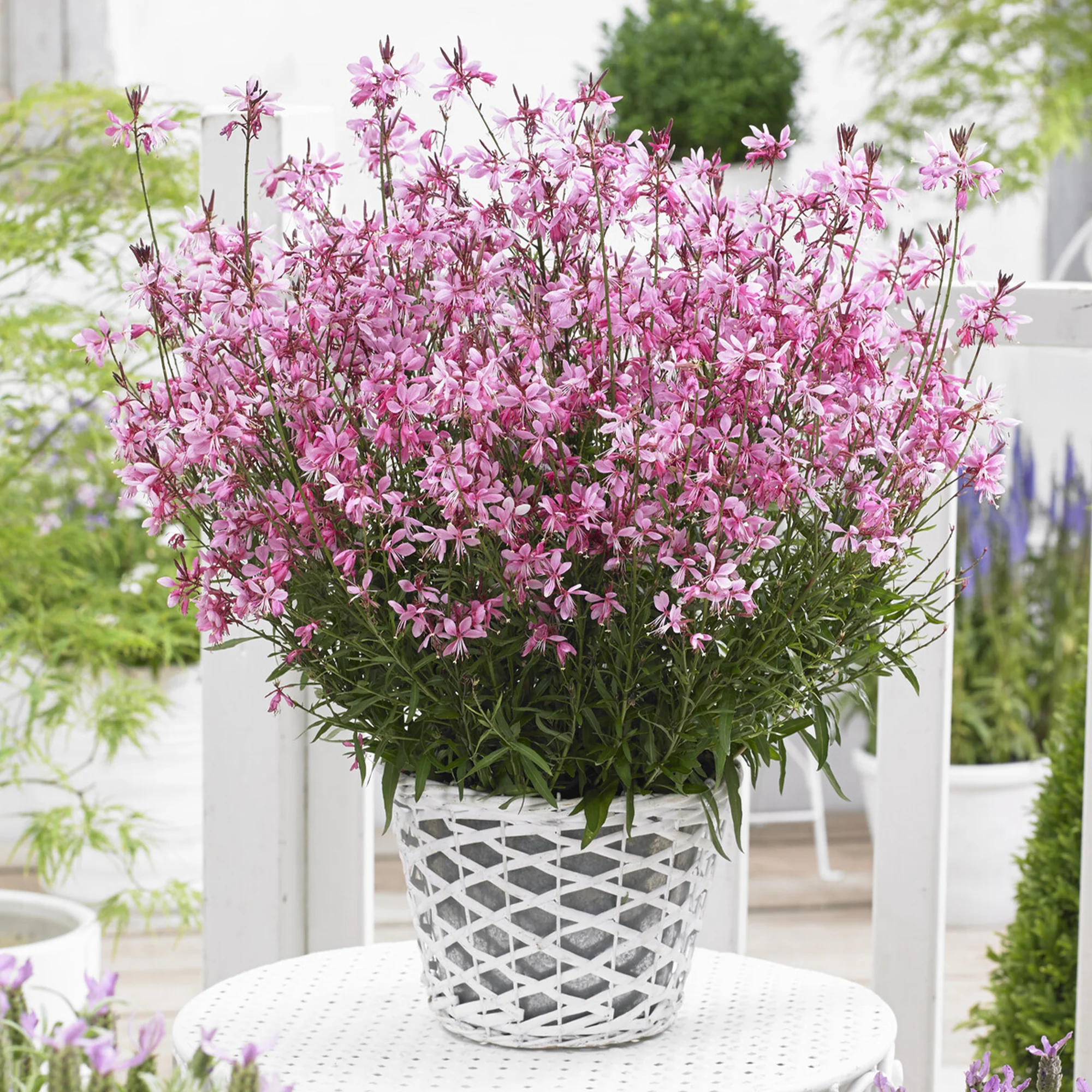 Gaura Baby Butterfly Dark Pink