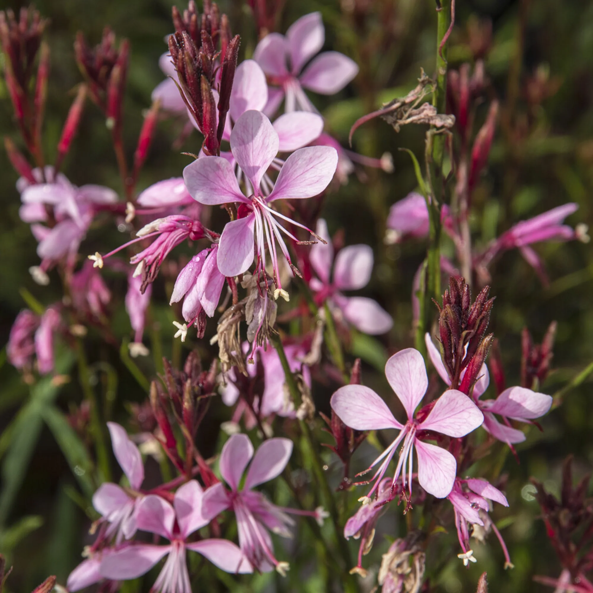 Gaura Baby Butterfly Dark Pink - Image 2