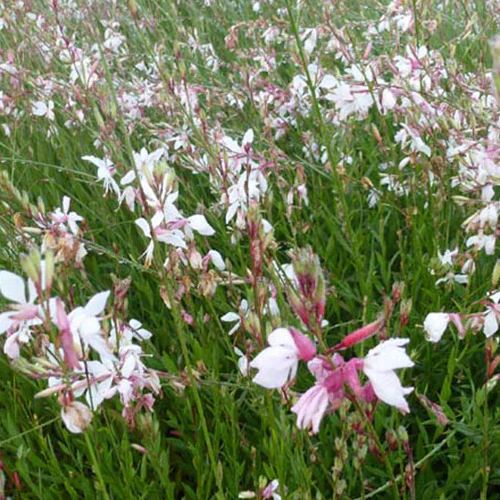 Gaura blanc et rose en mélange