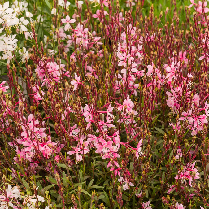 Gaura Cherry Brandy - Image 2