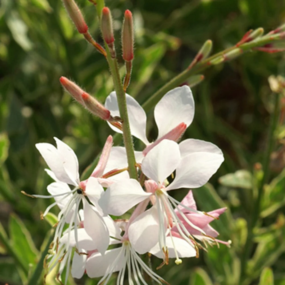 Gaura Corrie's Gold - Image 3