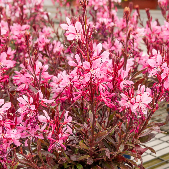 Gaura Crimson Butterflies - Image 2