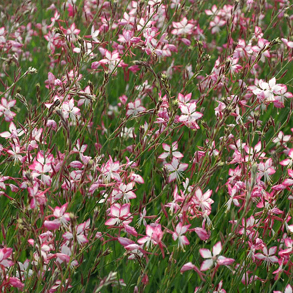 Gaura Rosyjane