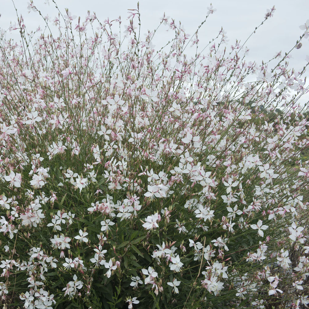 Gaura Short Form - Image 2