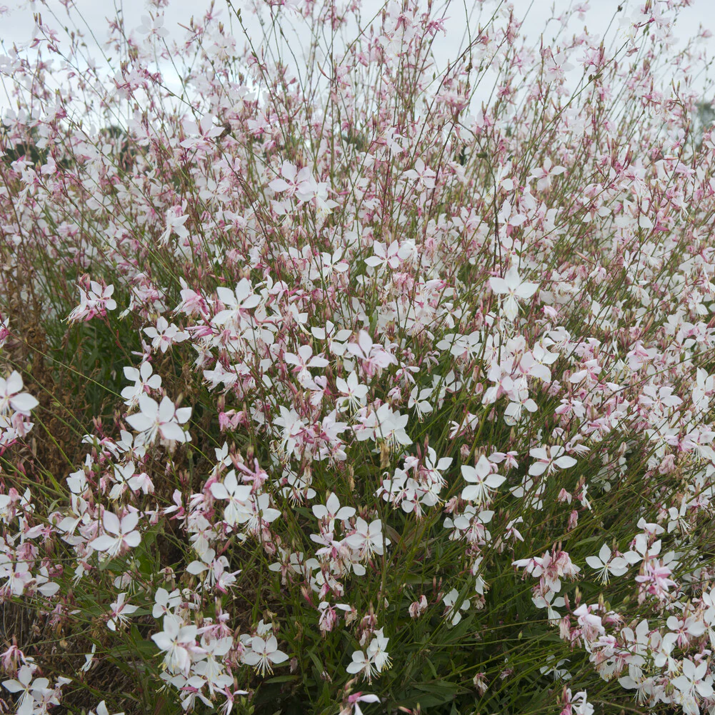 Gaura Short Form - Image 3