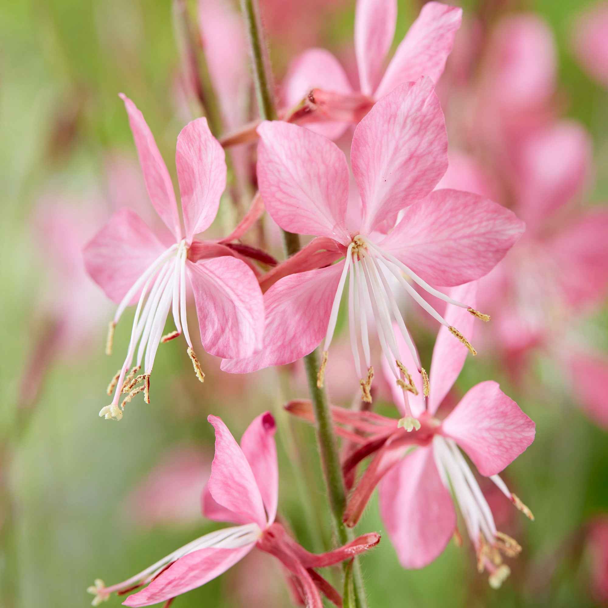 Gaura 'Siskiyou Pink' - Image 2
