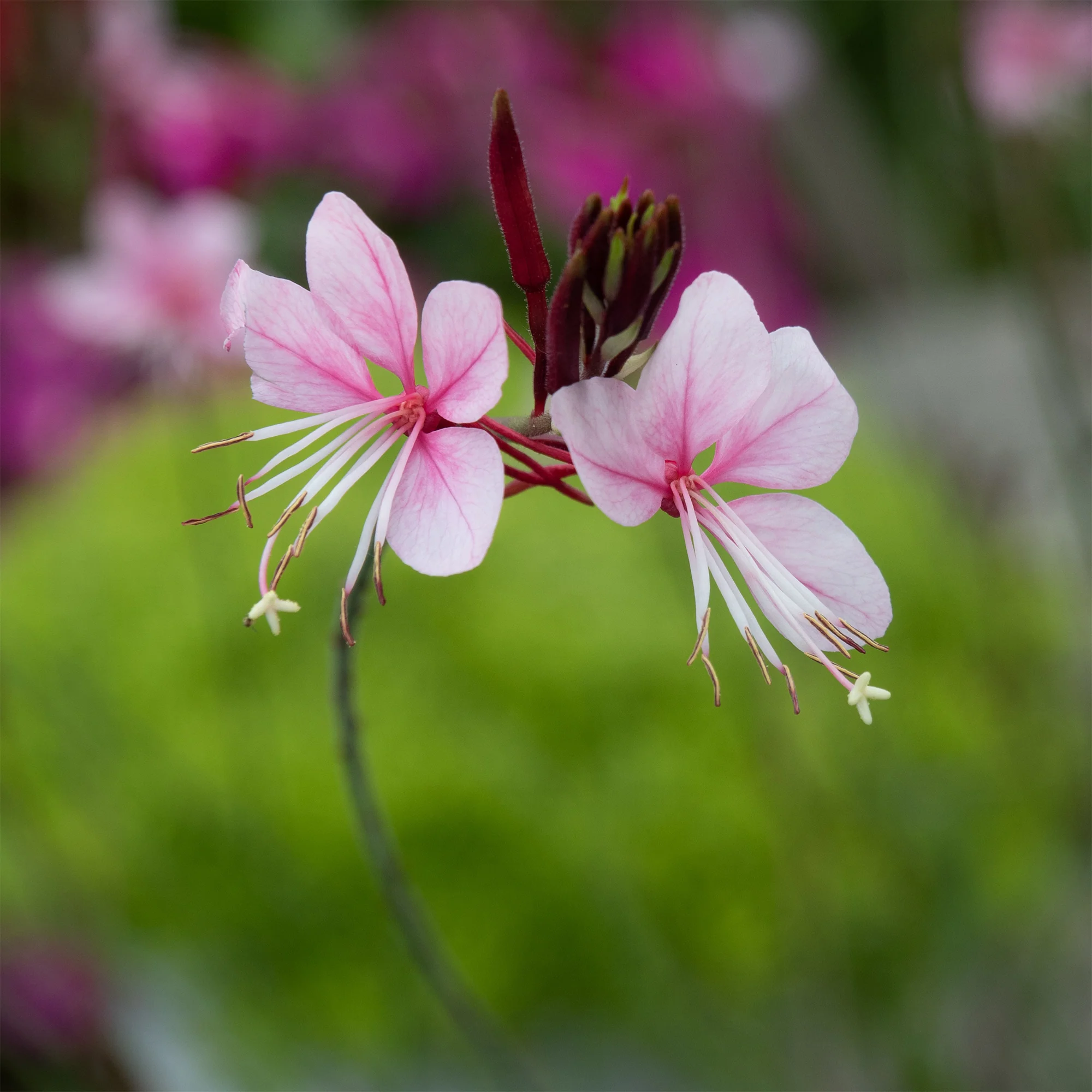 Gaura 'Siskiyou Pink' - Image 3