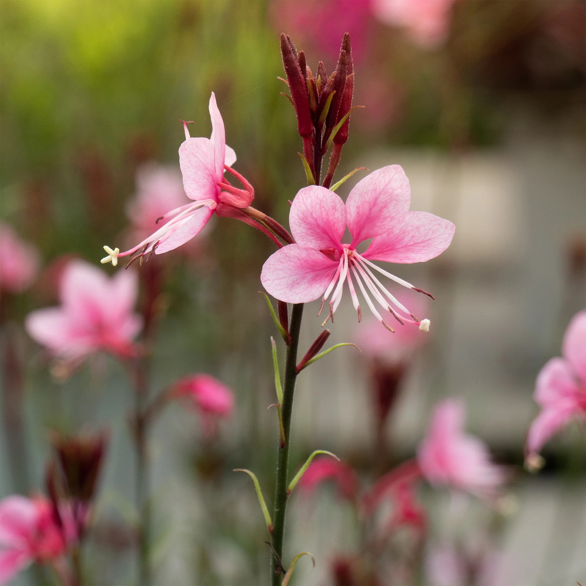 Gaura 'Siskiyou Pink' - Image 4